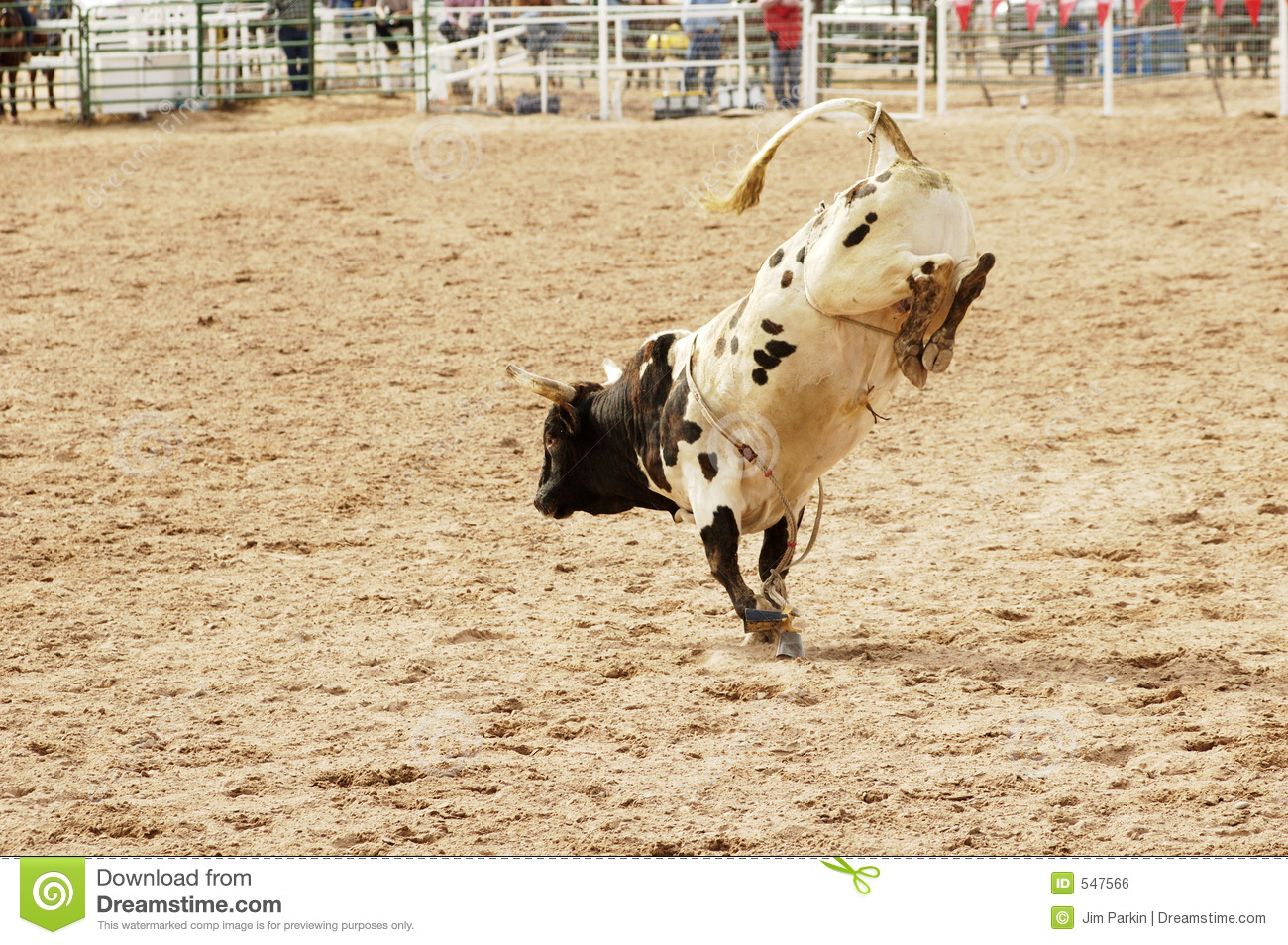 Rider Had Been Thrown During The Bull Rinding Competition At A Rodeo