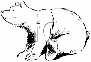 Black And White Grizzly Bear   Clipart