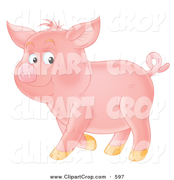 Clip Art Of A Proud Curly Tailed Pink Pig Standing In Profile Over    