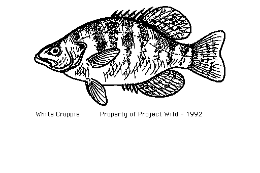 Go Back   Gallery For   Bass Fish Clipart Black And White