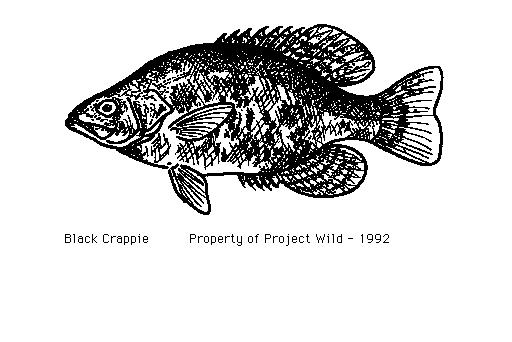 Go Back   Gallery For   Crappie Clip Art
