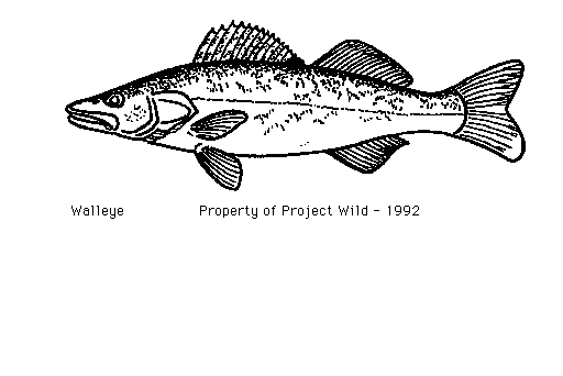 Go Back   Gallery For   Walleye Fish Clip Art