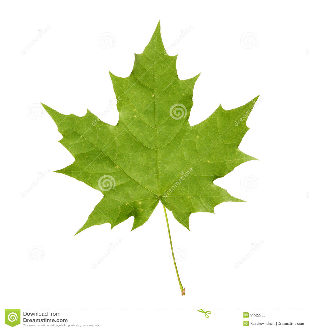 Green Maple Leaf Stock Photo   Image  31522760