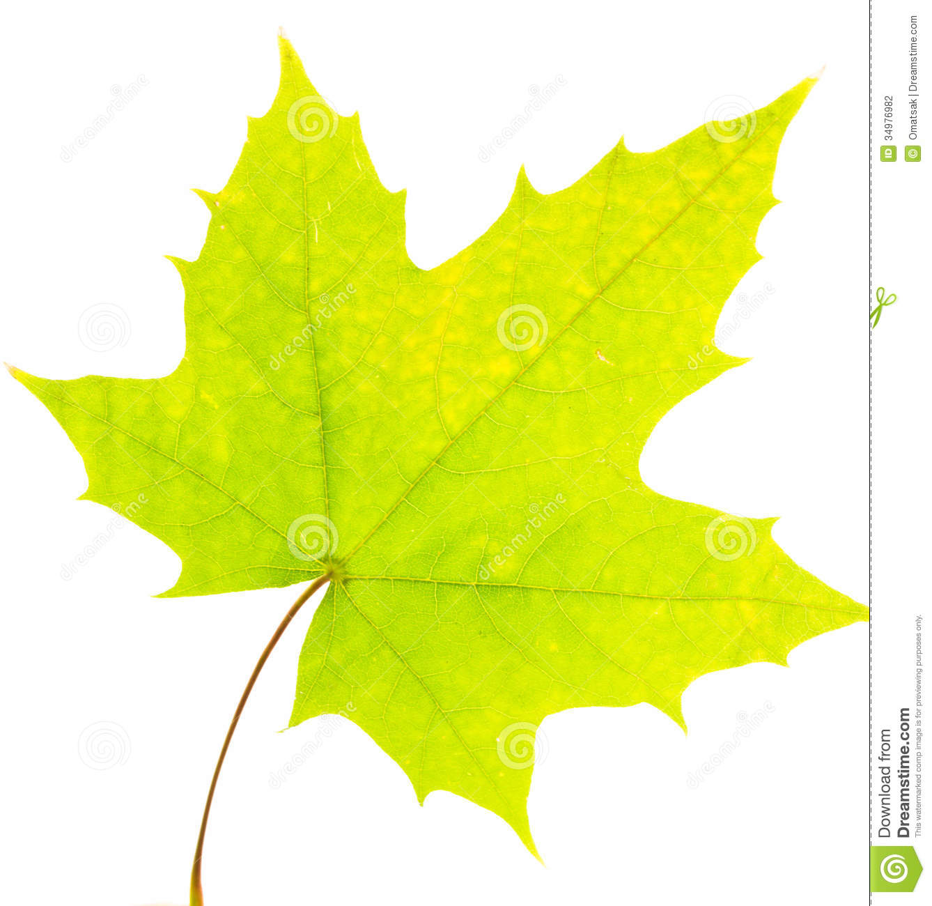 Green Maple Leaf Stock Photography   Image  34976982