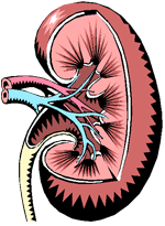 Happy Kidney Clipart The Human