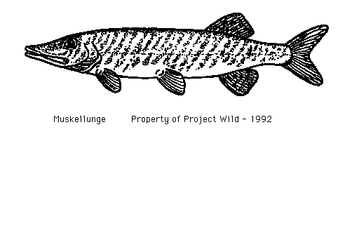 Sauger Colouring Pages  Page 2 