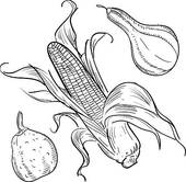Thanksgiving Gourds And Corn   Stock Illustration