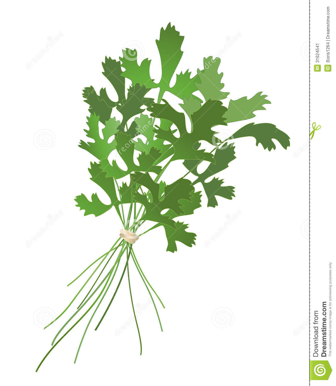 An Illustration Of A Bunch Of Cilantro Isolated On A White Background
