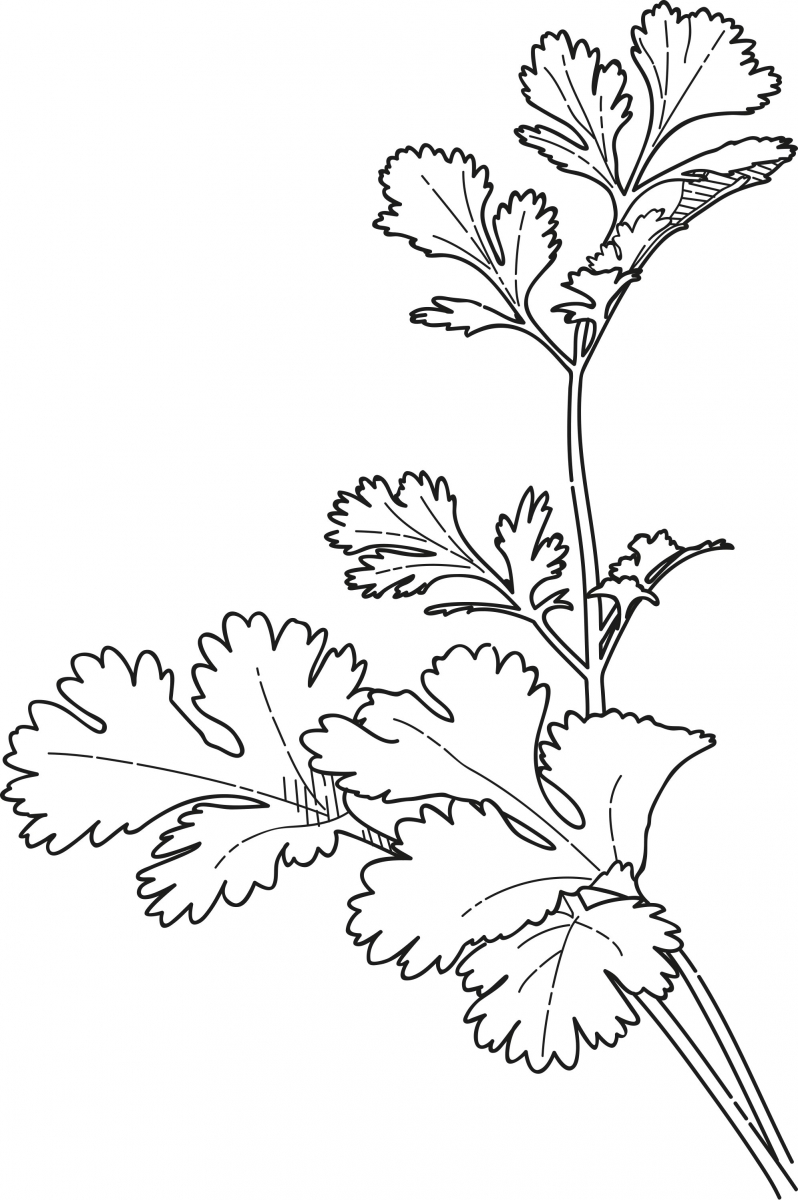 Cilantro For Color Colouring Pages