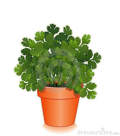 Clipart Tall Flowers In Pots   Fresh Cilantro Herb In A Flower Pot