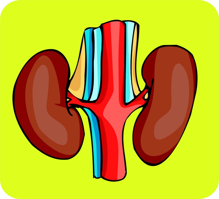 Happy Kidney Clipart   Cliparthut   Free Clipart