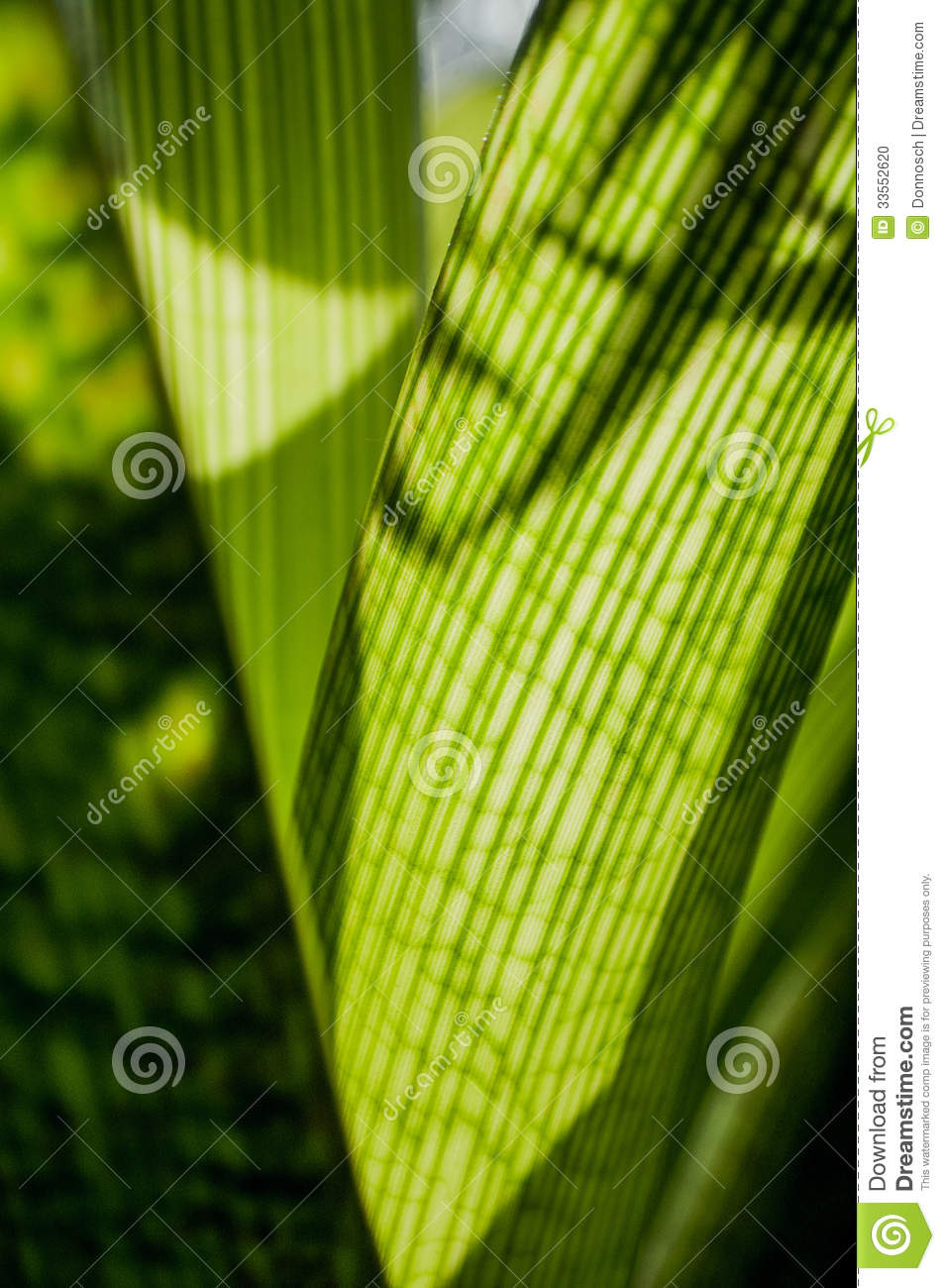 Part Of A Series Of Plant Photos Focused On The Color Green And Its