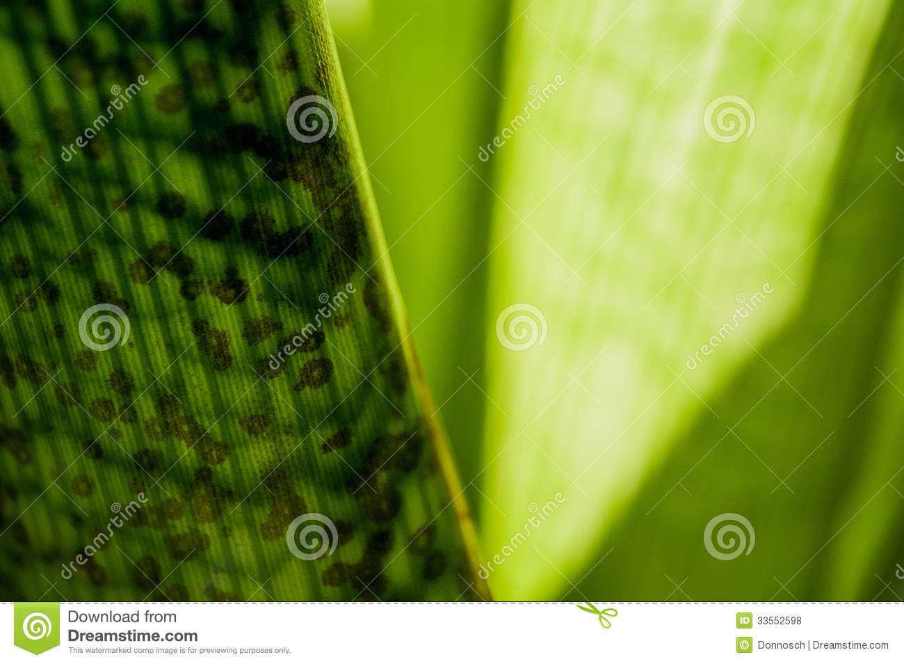Part Of A Series Of Plant Photos Focused On The Color Green And Its