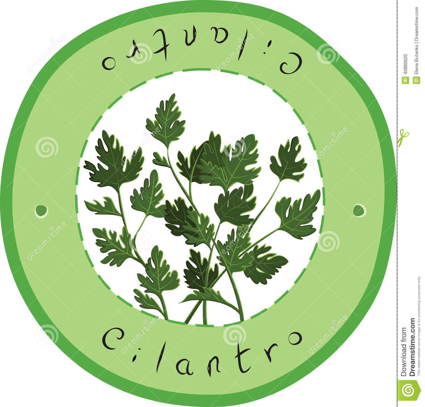 Vector Fresh Cilantro Herb  Cilantro  Vector Illustration