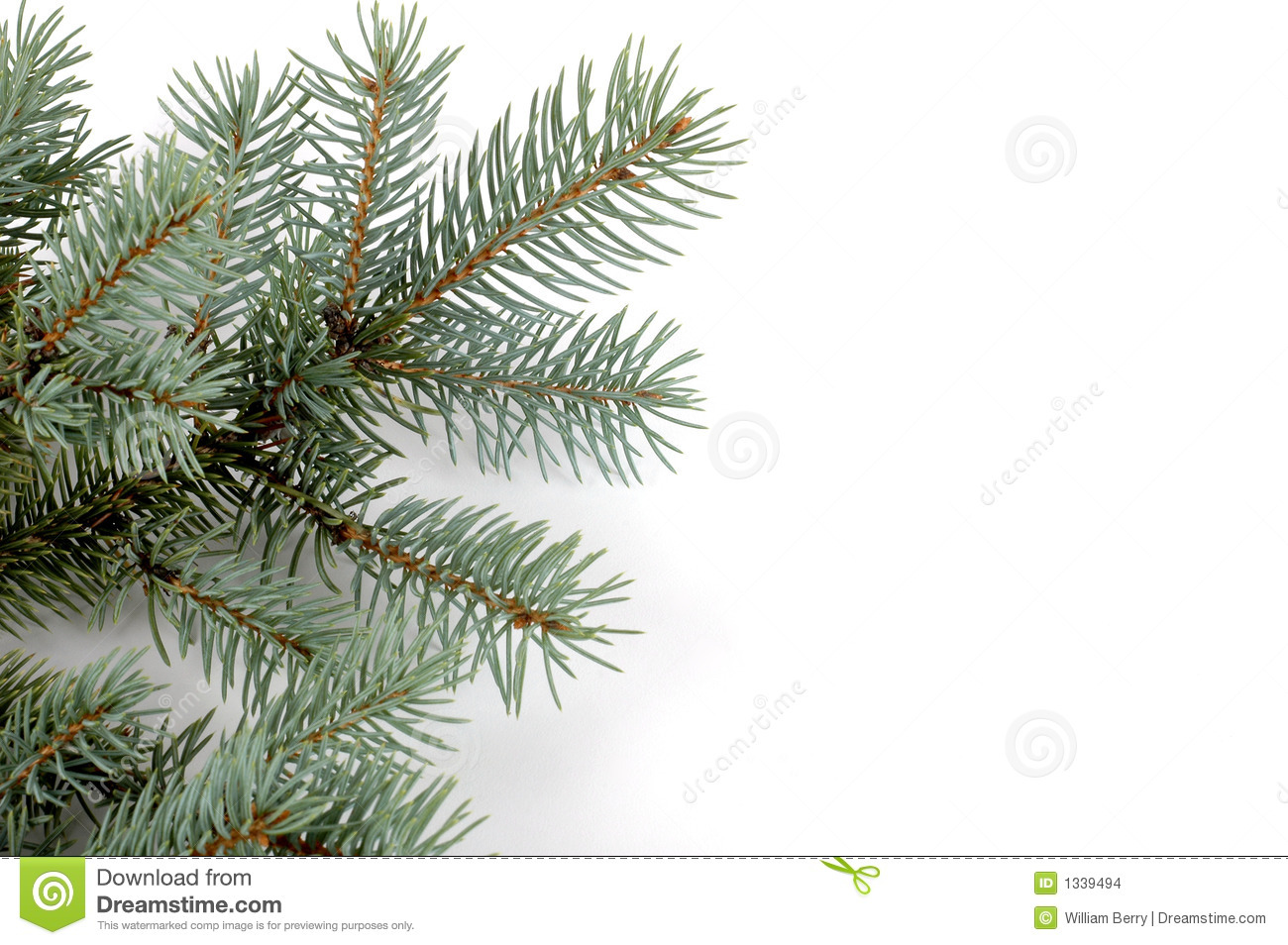 Blue Spruce Bough Isolated On A White Background 