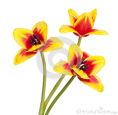Colored Tulip Flowers Isolated On White Background  Macro  National