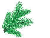 Coniferous Branches Stock Illustrations   Gograph