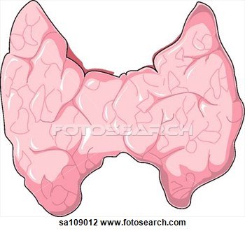 Art   Anterior View Of The Thyroid Gland   Fotosearch   Search Clipart