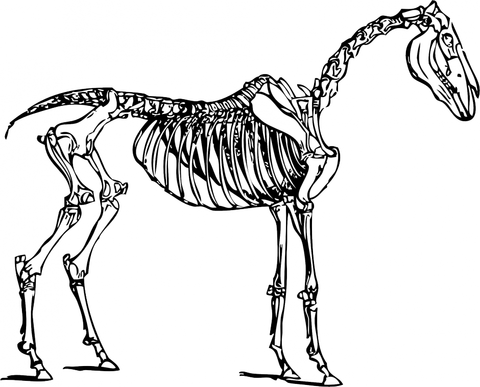 Dinosaur Bones Clipart   Cliparts Co
