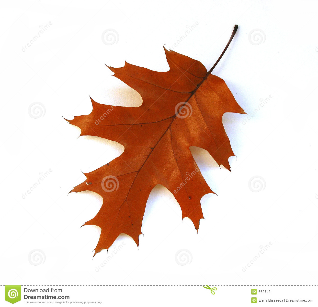 Fall Oak Leaf On White Background Stock Photos   Image  662743