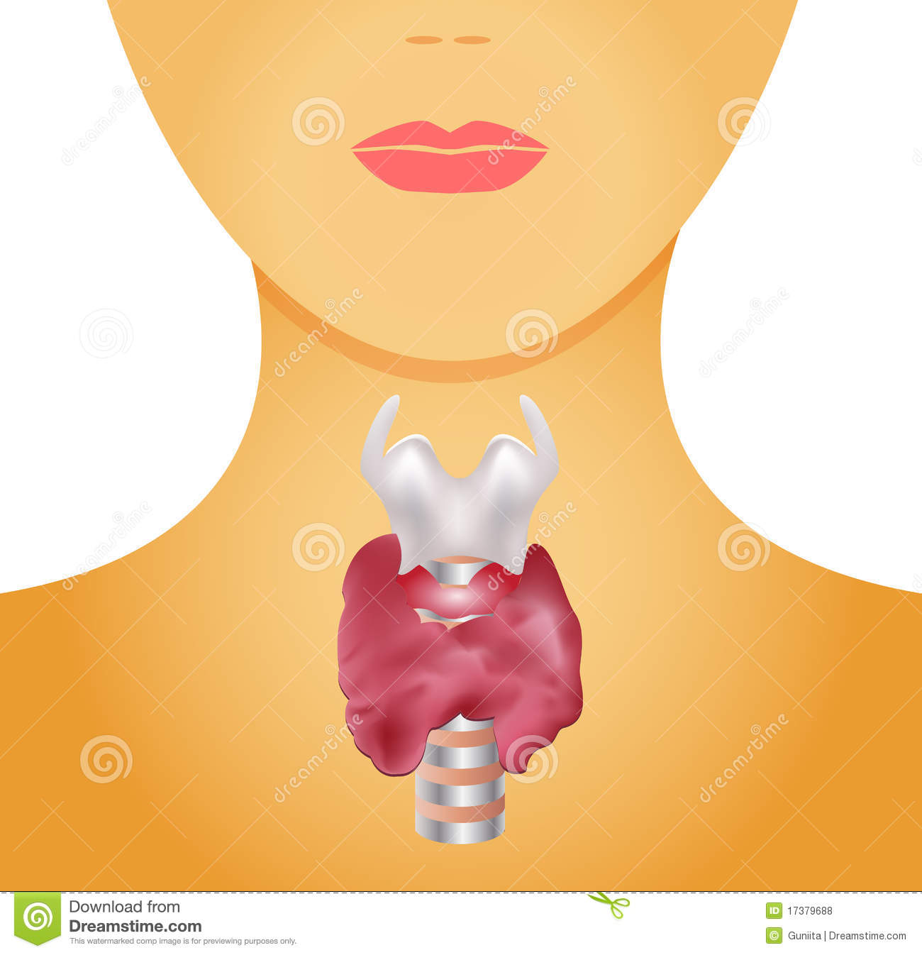 Isolated White Background  The Thyroid Gland Produce Thyroid Hormones