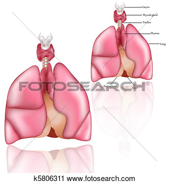 Thymus Larynx Thyroid Gland Lungs And Pericardium  Detailed Anatomy