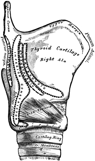 Thyroid   Clipart Etc