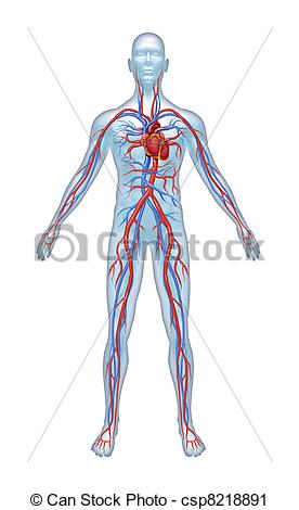 Af Menneske Cardiovascular System   Menneske Cardiovascular