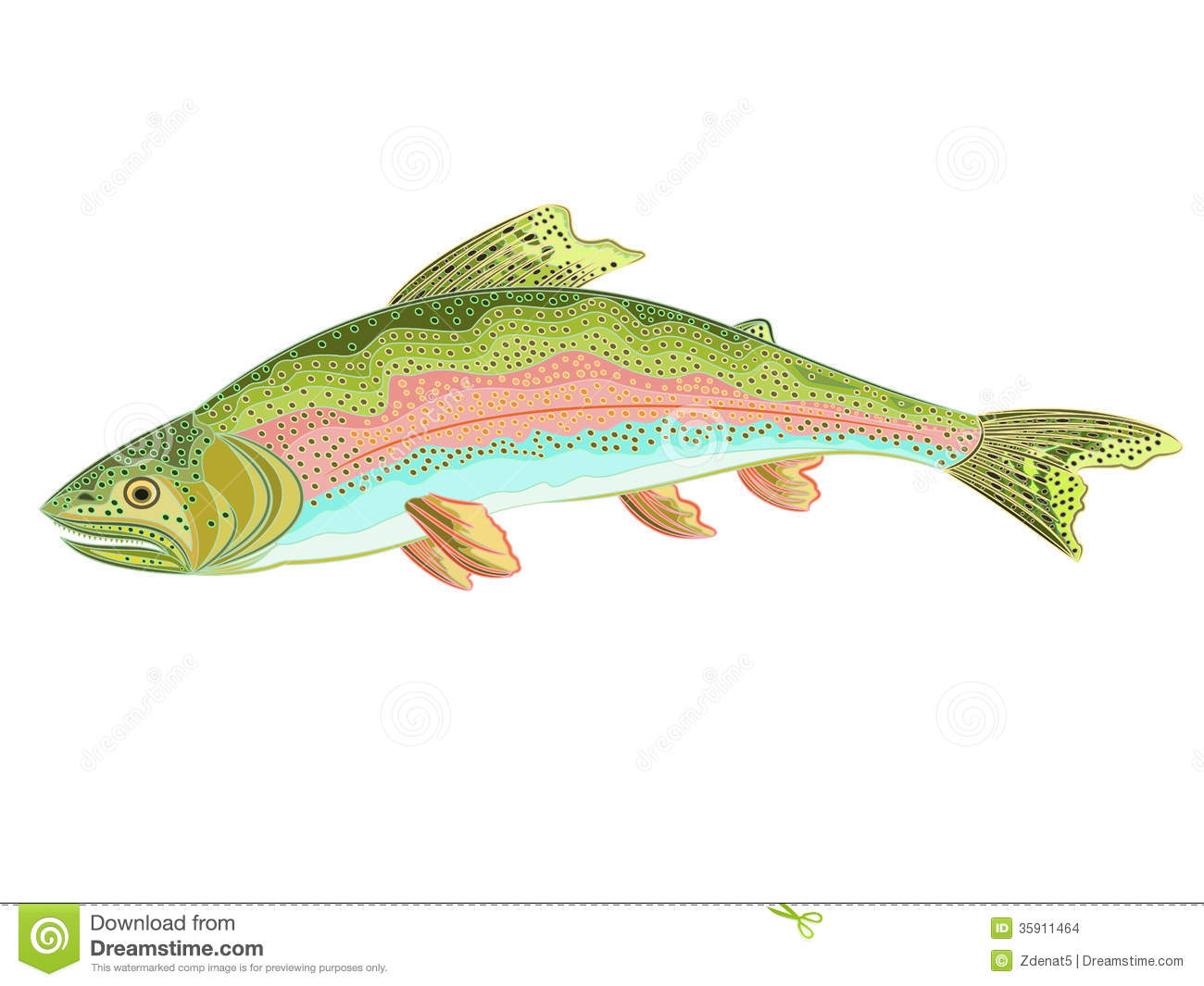 American Rainbow Trout  Oncorhynchus Mykiss  Stock Images   Image