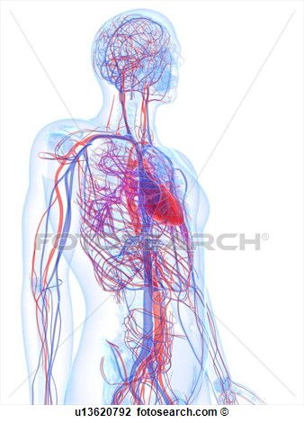 Art   Male Cardiovascular System Artwork  Fotosearch   Search Clipart    