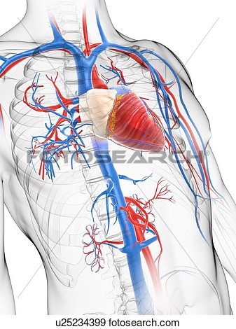   Cardiovascular System Artwork  Fotosearch   Search Vector Clipart    