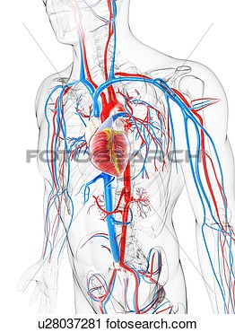 Cardiovascular System Artwork View Large Illustration