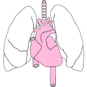 Cardiovascular System Clipart Cliparts Of Cardiovascular System Free