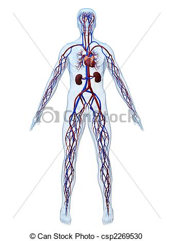 Cardiovascular System   Csp2269530