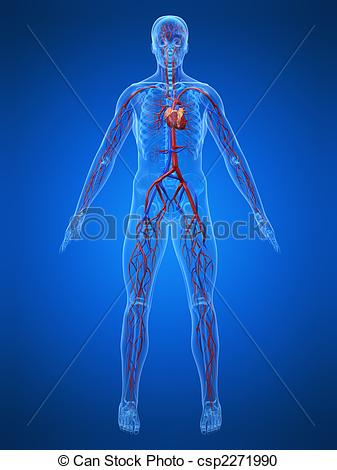 Cardiovascular System   Csp2271990