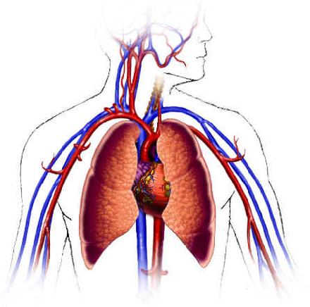 Cardiovascular System Diagram Empty   Clipart Best