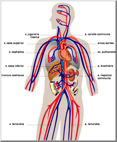 Cardiovascular System Diagram Empty   Clipart Best