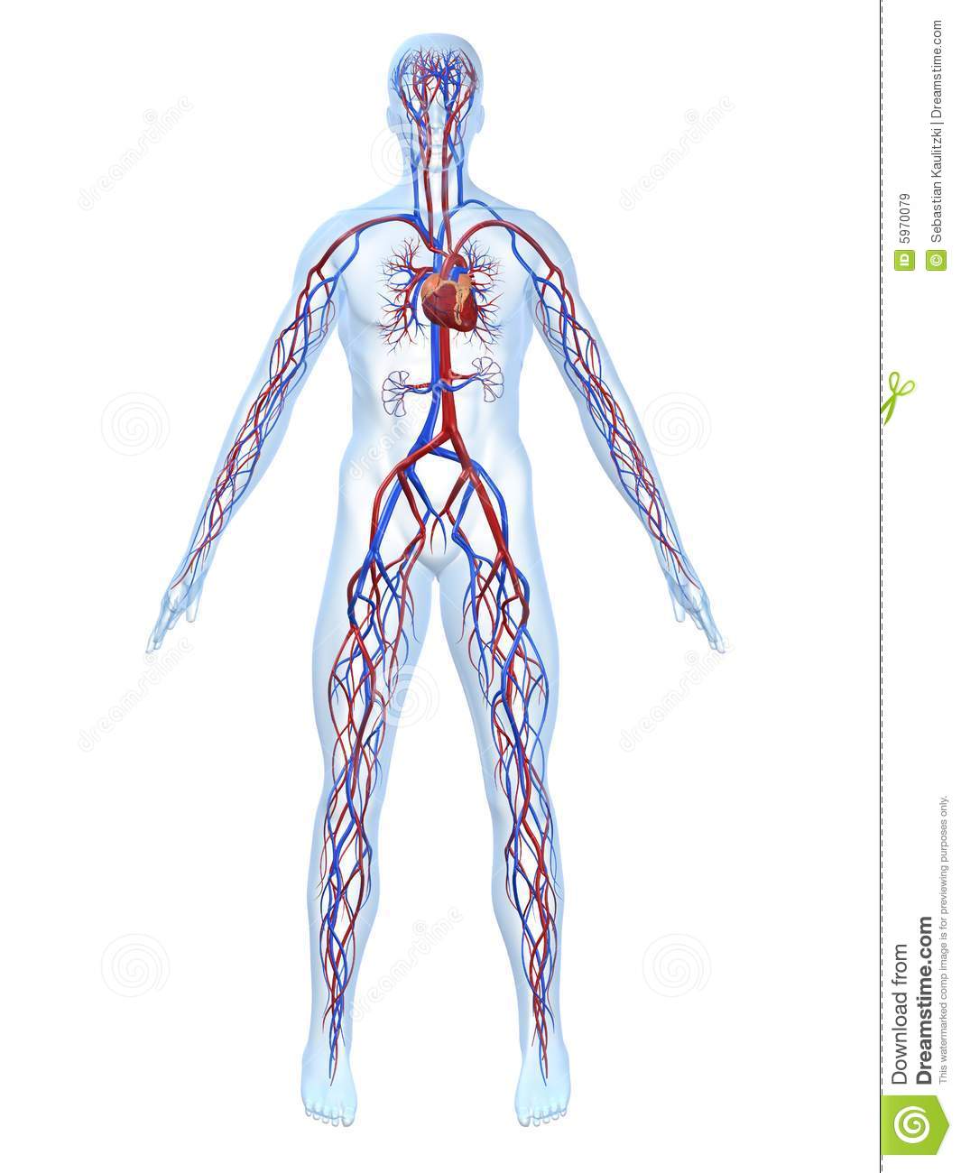 Cardiovascular System Royalty Free Stock Images   Image  5970079