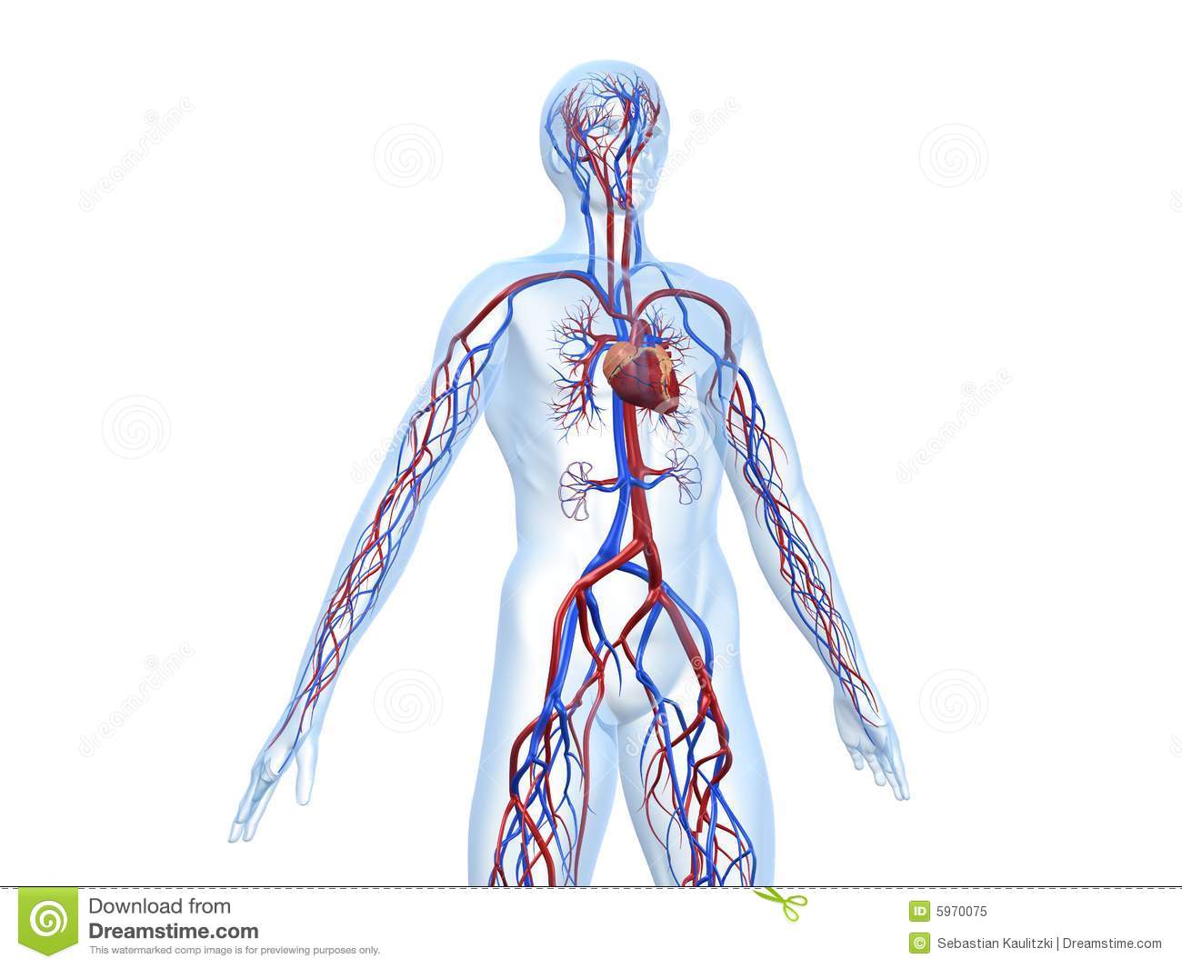 Cardiovascular System Royalty Free Stock Photo   Image  5970075