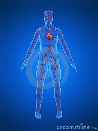 Cardiovascular System Stock Image   Image  5970091