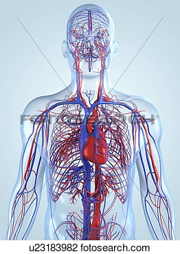 Clip Art   Cardiovascular System Artwork  Fotosearch   Search Clipart