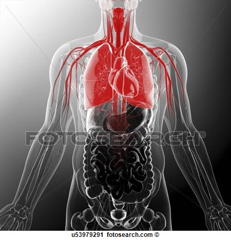 Clipart   Human Cardiovascular System Artwork  Fotosearch   Search