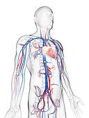 Drawing Of Cardiovascular System Artwork U11623773   Search Clipart