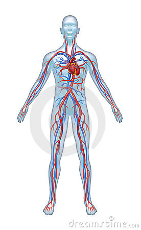 Human Cardiovascular Heart System With Heart Anatomy From A Healthy