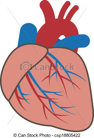 Illustration Of Cardiovascular System Csp18805422   Search Clipart