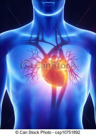 Stock Illustration   X Ray Cardiovascular System   Stock Illustration