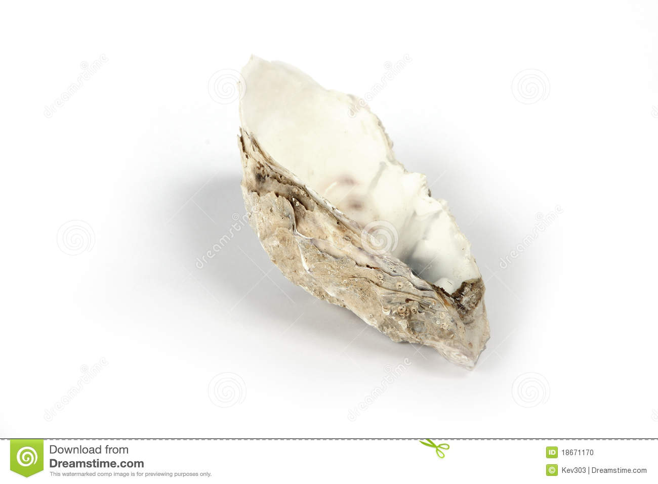 Details Of One Half Of A Large Oyster Shell