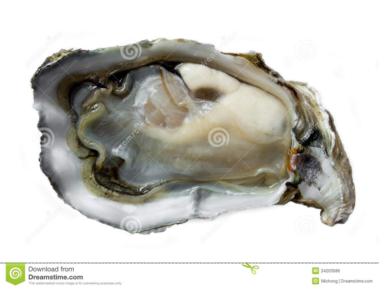Fresh Oysters On A White Background 