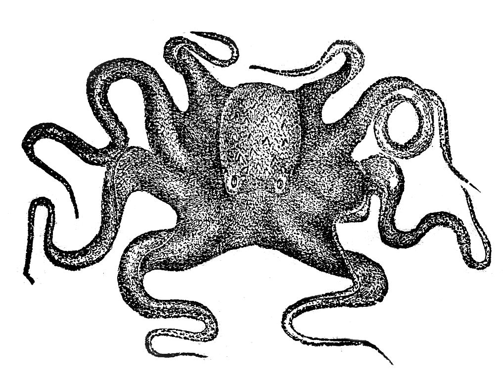 Octopus Clipart Black And White Such A Nice Black And White