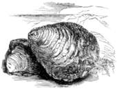 Oyster Shell Stock Illustrations  49 Oyster Shell Clip Art Images And